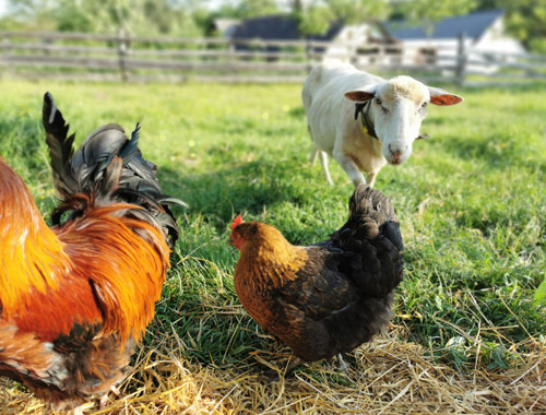 Hühner und Schafe