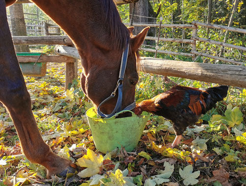 Gockel stibitz Kraftfutter
