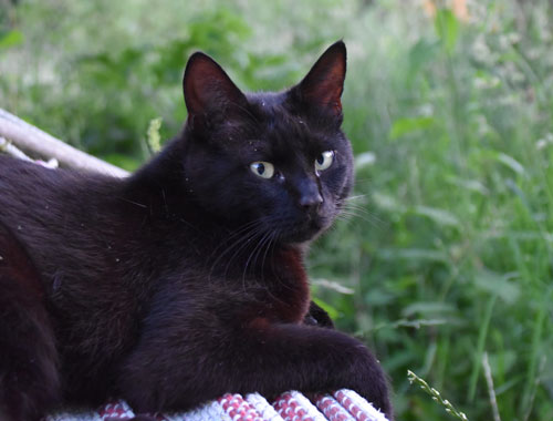 Morgana in der Hängematte